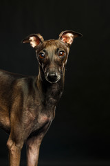 Italian greyhound Dog  Isolated  on Black Background in studio