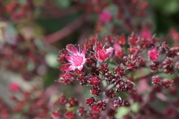 Fototapeta premium Rosa Blüten,rosa Blüten, nature, plant, purple, pink, flowers, garden, summer, spring, green, flora, blossom, bloom, macro, beautiful, beauty, clover, field, wild, grass, closeup, red, 