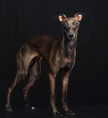 Italian greyhound Dog  Isolated  on Black Background in studio