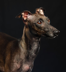 Italian greyhound Dog  Isolated  on Black Background in studio
