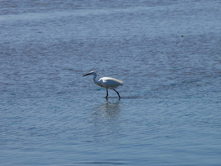 Egretta garzetta. L'aigrette garzette appelée aussi héron blanc.