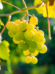 Sweet and tasty white grape bunch on the vine