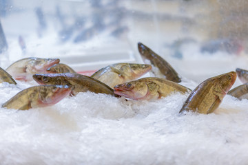 pike perch in the ice in the store