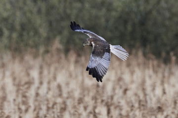 Western marsh harrier (Circus aeruginosus)