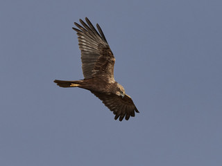 Western marsh harrier (Circus aeruginosus)