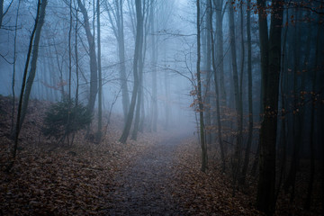 Nebel in einem Wald