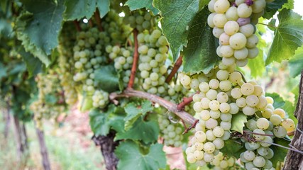 white grape vineyard 