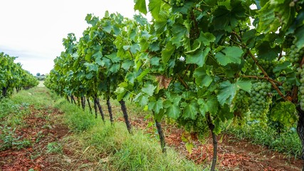Fototapeta na wymiar white grape vineyard 