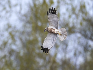 Western marsh harrier (Circus aeruginosus)
