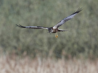 Western marsh harrier (Circus aeruginosus)