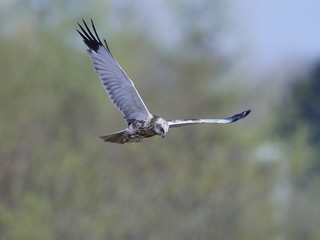 Western marsh harrier (Circus aeruginosus)