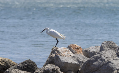 Egretta garzetta. L'aigrette garzette appel&eacute;e aussi h&eacute;ron blanc.