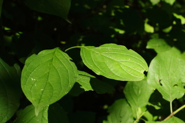 frische grüne Blätter am Wegrand