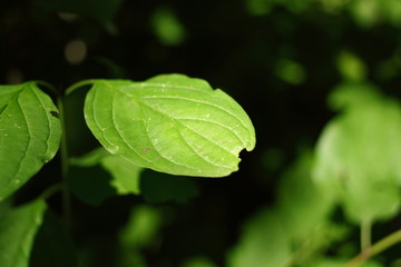 frische grüne Blätter am Wegrand