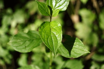 Fototapeta na wymiar frische grüne Blätter am Wegrand
