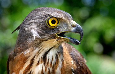 Small Changeable Hawk Eagle Crested Hawk Eagle