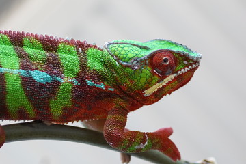 chameleon isolated on white background