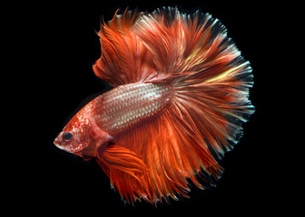 Fototapeta premium Golden red Colorful waver of Betta
