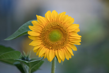 Obraz premium sunflower