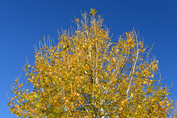 Fototapeta premium maple tree with blue sky