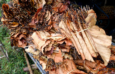 dry leafs in fall season