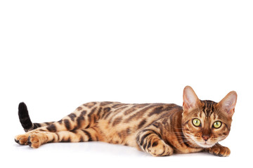 Bengal cat