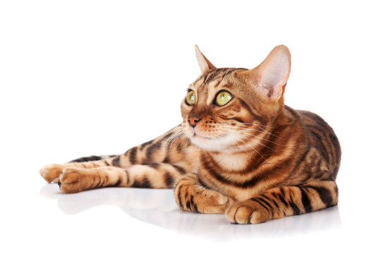 Bengal cat