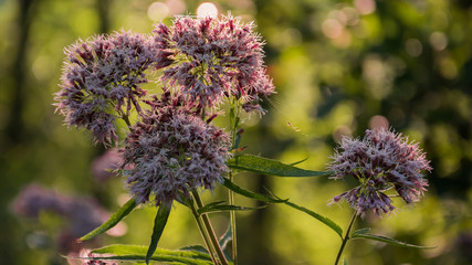 Gilia Capitata © Mariusz Sowula