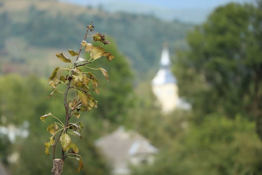 tree with village backround