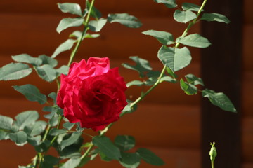 rose woth wooden house in backround