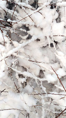 Tree branches are in the snow