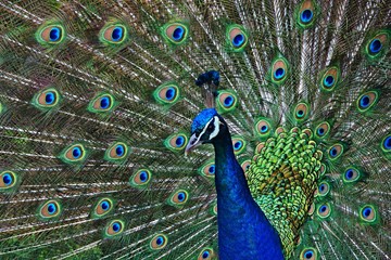 Obraz premium Germany-View of the Peacock