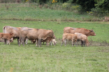 Light brown colored cows gathering in a small pasture at the end of summer.


