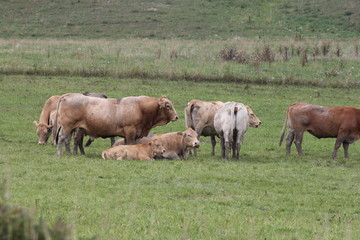 Light brown colored cows gathering in a small pasture at the end of summer.


