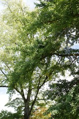 Obraz premium Birch in the evening,birch in the evenning, birke, nature, green, trees, sky, leaves, summer, leaf, foliage, spring, wood, branches, branch, park, sunlight, woods, natural, landscape, 