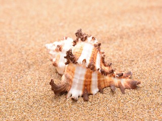 Seashells on a sandy background