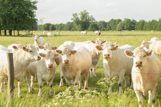 herd of charolais beef