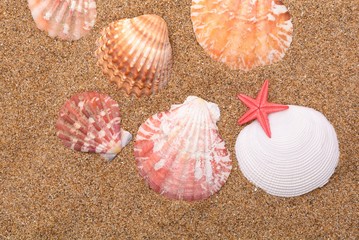  Starfish and seashells on the sand