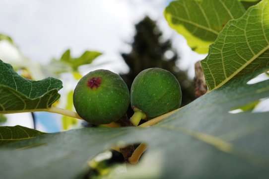 Feige am Baum,Feige am Baum, food, green, fresh, corward, healthy, isolated, ripe, tree, nature, white, diet, organic, agriculture, fruits, lime, raw, plant, vegetarian, closeup, leaf, 