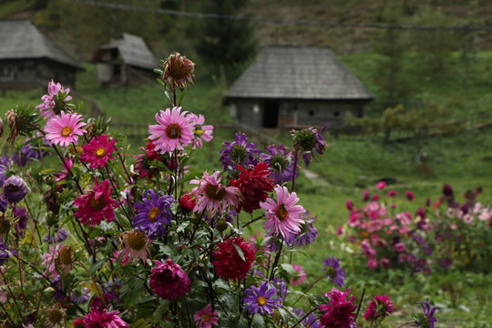 flowers with wooden houses in backround