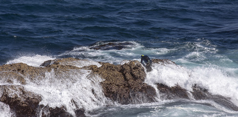 unidentified Barnacles Fisherman in wetsuit at his dangerous work farming Goose Barnacles on the cliffs of cape tourinan, coast of death (costa da morte),galizia, spain