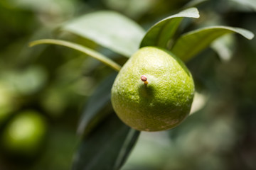 Green Sour Lemons hanging with tree