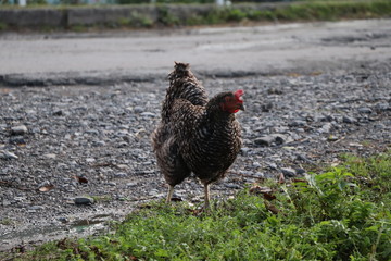 hen on the street