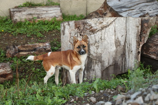 free dog