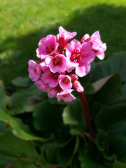 Bergenienblüte