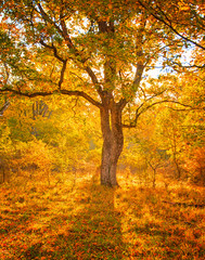 Fototapeta na wymiar Nice autumnal scene in the forest