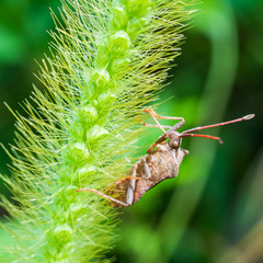 Naklejka premium Wanze auf einem Grashalm