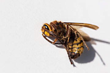 Close up macro of a dead hornet on white background
