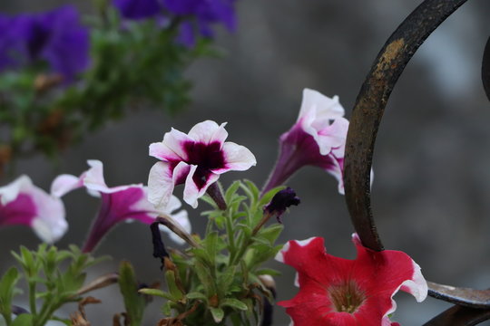 bouquet of flowers