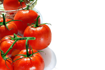 Red tomatoes on a branch on a white background